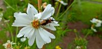 Tiere im Garten Doro Diedrichs
